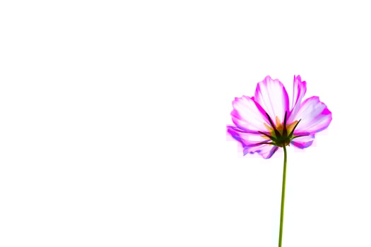 Pink cosmos flower beautiful blooming isolated on white background,copy space photo