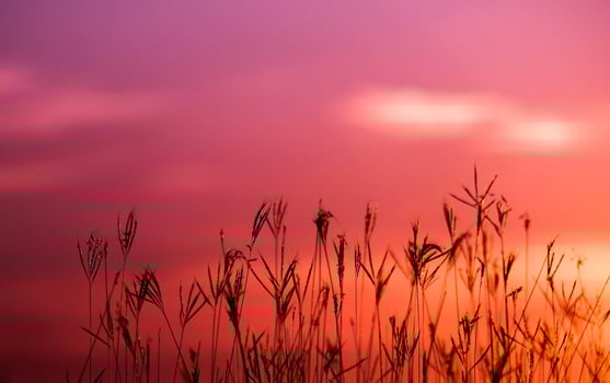 Beautiful sunset on seaside and grass on pink sky background natural landscape view photo