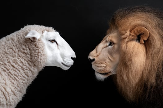 Powerful lion and innocent lamb face to face photo