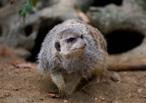 An adult meerkat walks outdoors photo