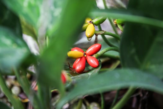 Tropical Treasures Glow In Garden Paradise photo