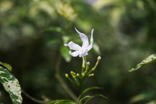 Beautiful White Orchids in Singapore Botanical Garden photo