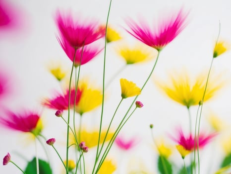Bright yellow and pink flowers are in a vase photo