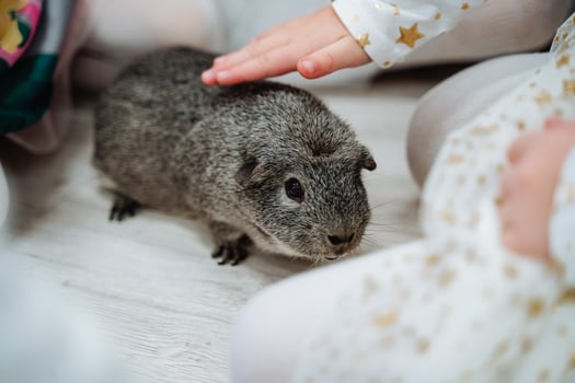 children stroking the hands of a gray rabbit, a pet rabbit in a circle of children, a small Bunny photo