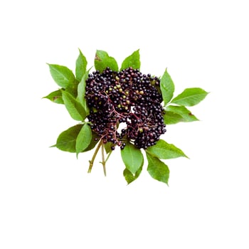 Fresh blackcurrant with water drop isolated on white background photo