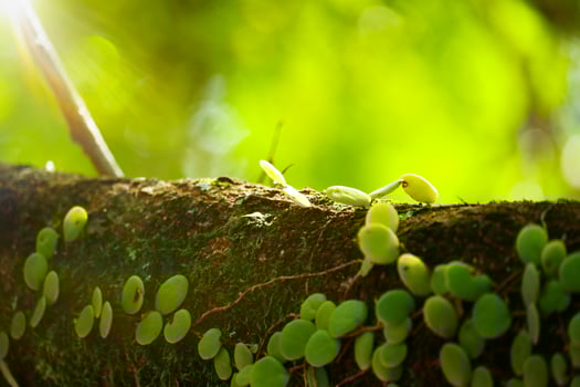A wooden trunk with a blurred green abstract natural background is suitable for a mockup photo