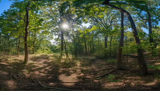 Sunlit Path Through a Dense Forest Canopy photo