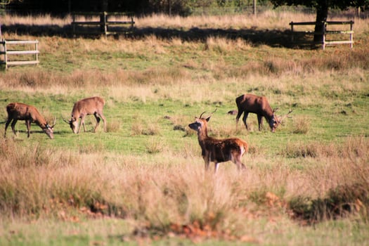 A group of deer in a field with a fence photo