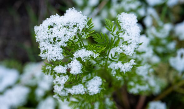 Plants and things covered in frost light snow photo