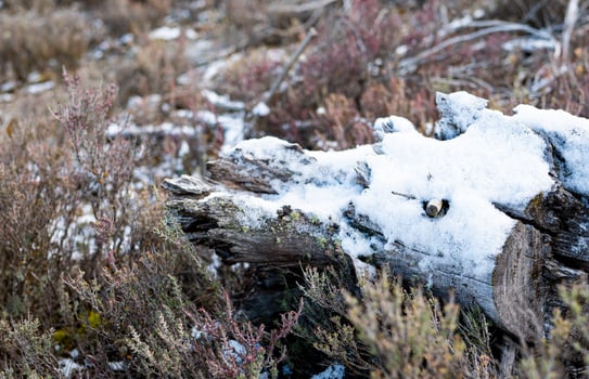 Plants and things covered in frost light snow photo