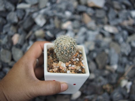 jamacaru and cactus in house pot decorate plants photo