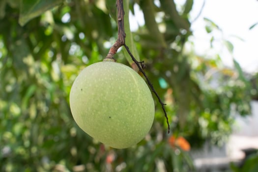 mango fruit still hanging from the tree photo