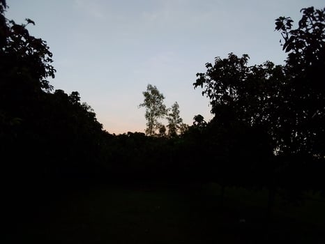 Village Beautiful Scenery - Paddy Field, Village Jungle Flowers, Village Evening, Fruit Tree Garden, Village Sunset, Village River photo