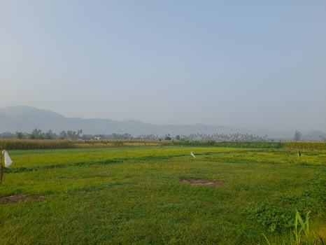 Natural landscapes, rice paddies, trees, and skies in Lombok Island, Indonesia. photo