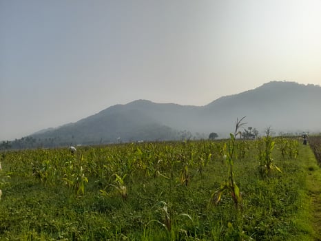 Natural landscapes, rice paddies, trees, and skies in Lombok Island, Indonesia. photo