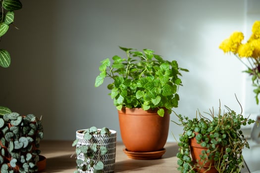 Melissa plant in terracotta pot on table. Growing aromatic fresh mint, lemon balm herbs at home photo