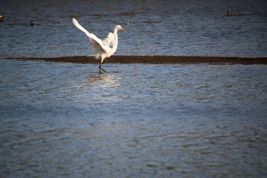 A view of a Great White Egret at Venus Pool Nature Reserve photo