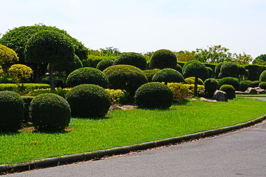 A beautiful short bonsai tree decorated in the Royal Park Rama IX, Bangkok, Thailand. photo