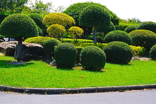 A beautiful short bonsai tree decorated in the Royal Park Rama IX, Bangkok, Thailand. photo