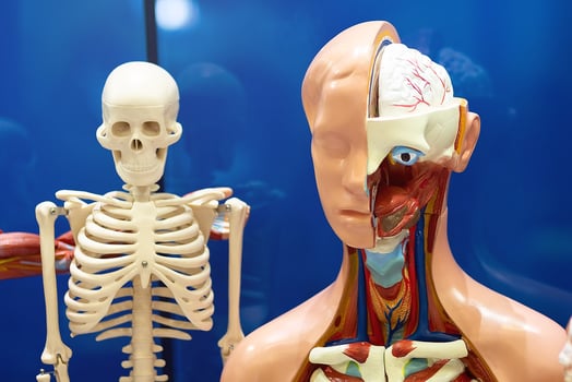 Models for studying human internal organs and anatomy photo