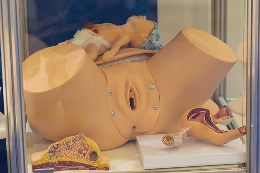 Visual aid on anatomy for training in gynecology photo