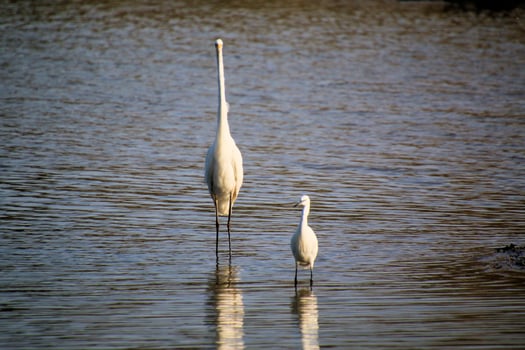A Great White Egret and a Little Egret in the water photo