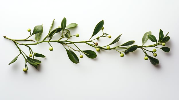 A branch of green leaves and berries on a white background photo