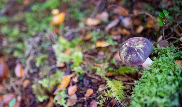 Small mushrooms in nature delicate world microscopic photo