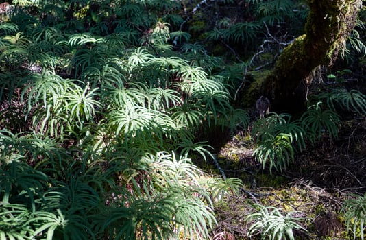 New Zealand fern native plants forest bush photo