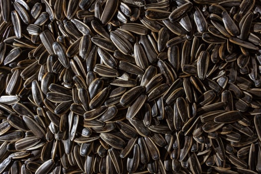 Non Salty Roasted Sunflower Seeds in Shell. A Culinary Canvas of Sunflower Kernels, Creating a Lively and Textured Background for Gourmet Cooking. Scattered Sun Flower Seeds - Top View, Flat Lay photo