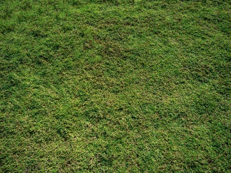 Grass green color nature meadow background summer plant environment field spring land outdoor growth garden dat fresh on people turf season pattern bright foilage landscape scenery tree lush scenic photo