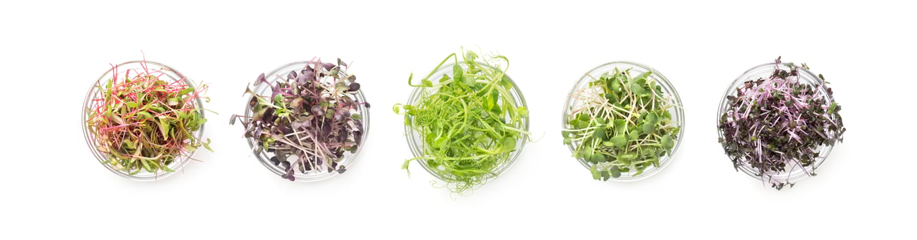 Fresh organic produce and restaurant serving concept. Set of colored micro greens isolated on white background, panorama photo