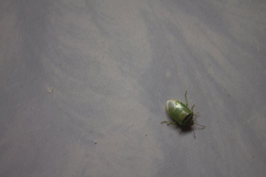 the ordo hemiptera or green bedbugs are often found in rice fields and are pests that destroy rice plants photo