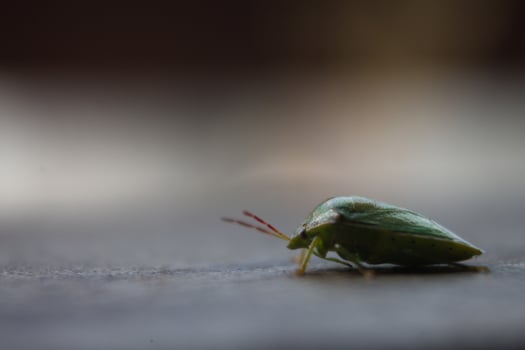 the ordo hemiptera or green bedbugs are often found in rice fields and are pests that destroy rice plants photo