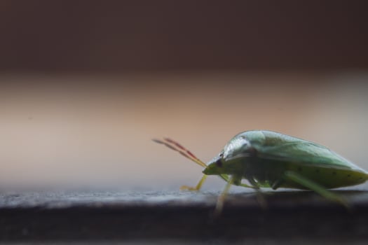 the ordo hemiptera or green bedbugs are often found in rice fields and are pests that destroy rice plants photo