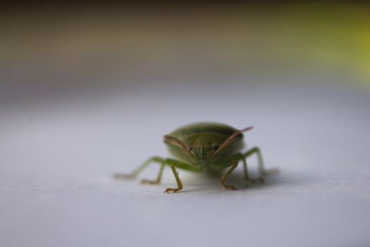 the ordo hemiptera or green bedbugs are often found in rice fields and are pests that destroy rice plants photo