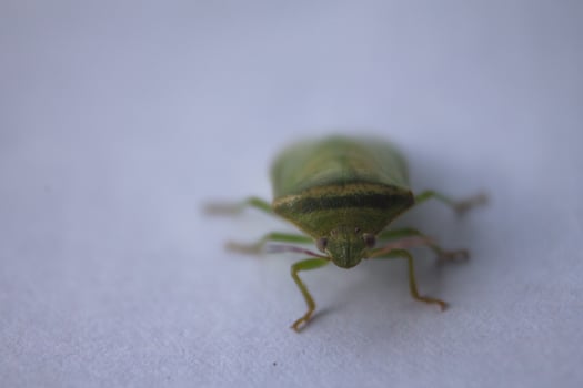 the ordo hemiptera or green bedbugs are often found in rice fields and are pests that destroy rice plants photo