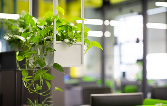 Young green plants in pots in eco office interior, blurred background, copy space photo