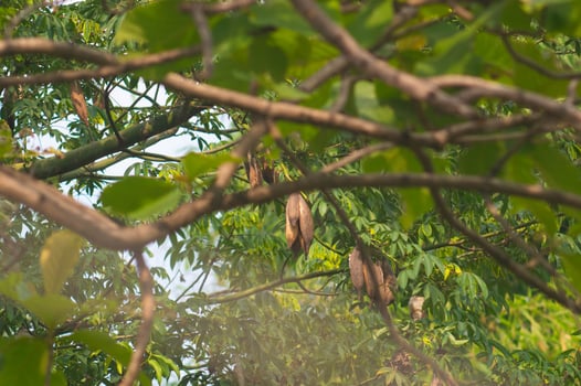 Kapok kapok or ceiba pentandra is a tropical tree belonging to the order Malvales and the family Malvaceae. This plant originates from northern South America, Central America and the Caribbean. photo