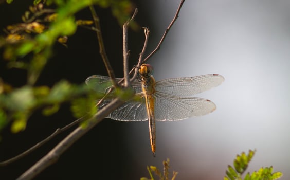 a dragonfly that lands on a dry branch photo