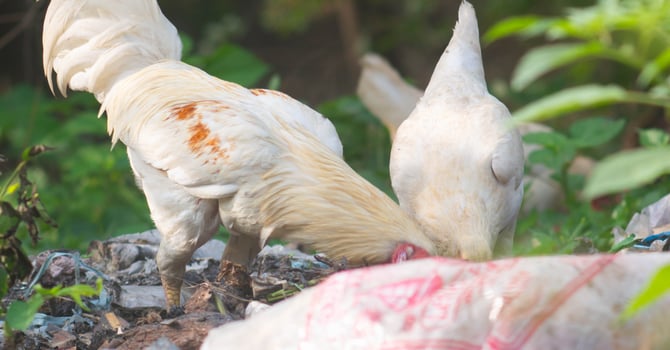 white chickens looking for food on the trash photo