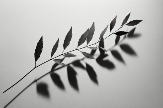 Black and white shadow of a delicate leaf branch on textured surface during soft lighting photo