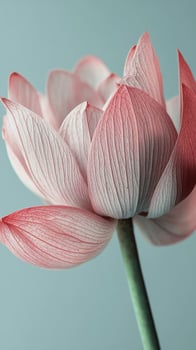 Captivating pink water lily blooms in delicate detail against a soft background photo