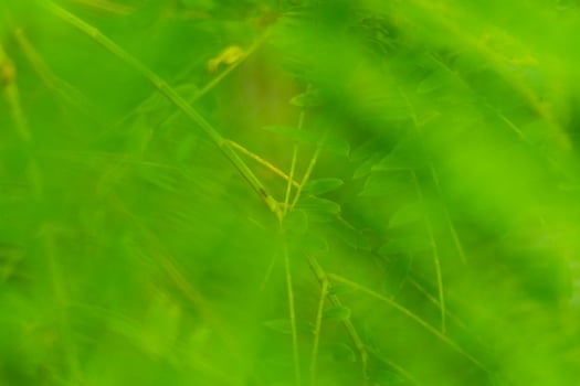 abstract background soft blur nature green leaves photo
