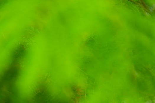 abstract background soft blur nature green leaves photo