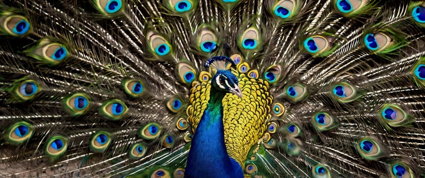 A peacock is displaying its feathers photo