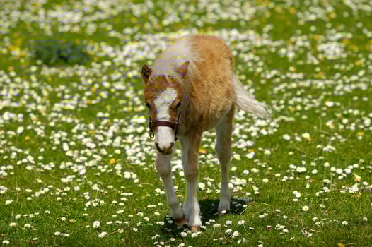 Horse foal on grass with flowers photo