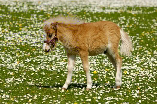 Young horse foal on flower field photo