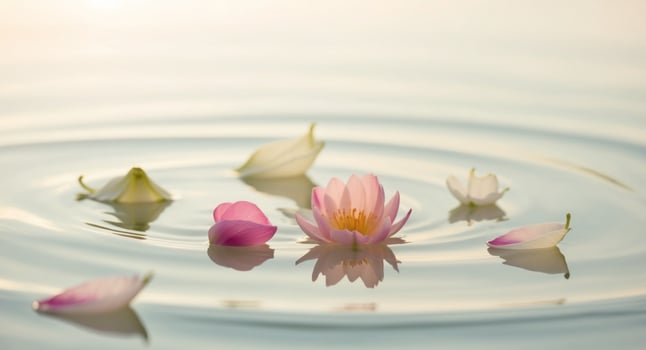 Lotus flower floating in water photo