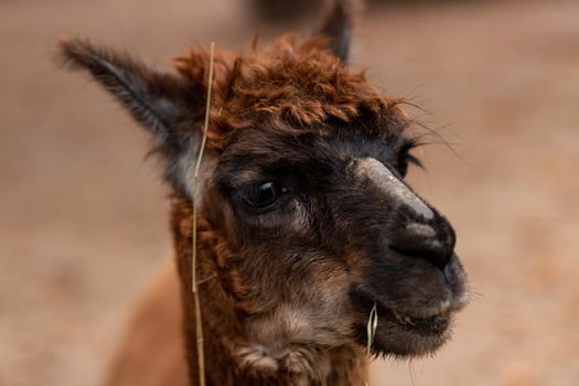 Brown alpaca. Alpaca. Large portrait of an alpaca. Animal life in the wild. photo